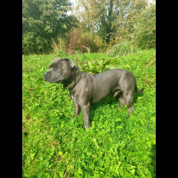 Staffordshire Bull Terrier