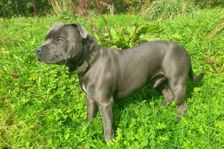 Staffordshire Bull Terrier