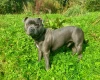 Staffordshire Bull Terrier