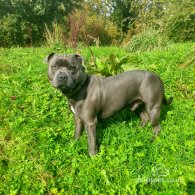 Staffordshire Bull Terrier