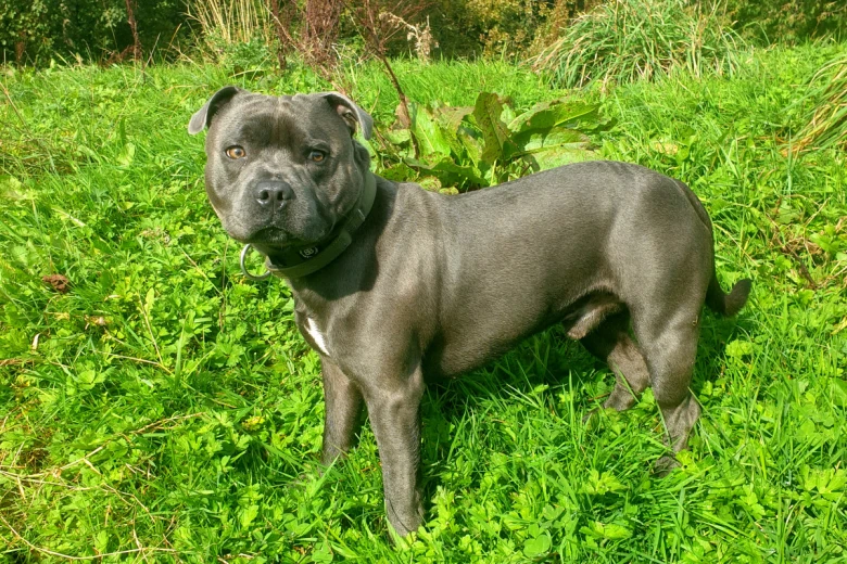 Staffordshire Bull Terrier