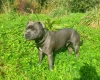 Staffordshire Bull Terrier