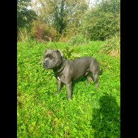 Staffordshire Bull Terrier