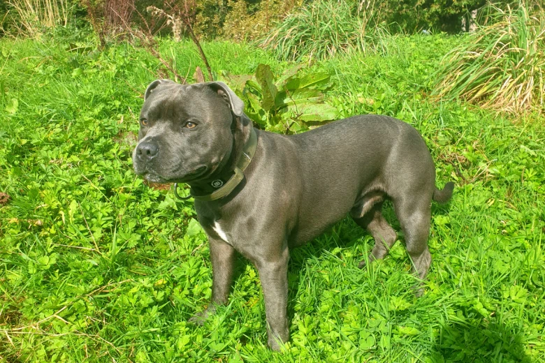 Staffordshire Bull Terrier
