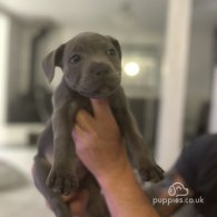 Staffordshire Bull Terrier - Both