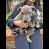 Staffordshire Bull Terrier - Both