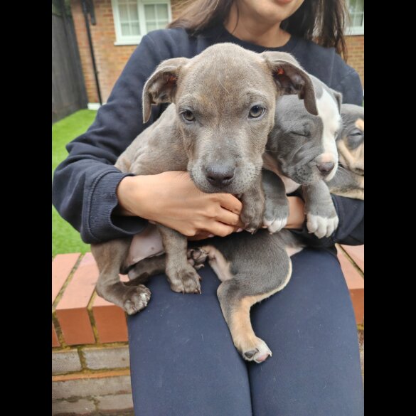 Staffordshire Bull Terrier - Both