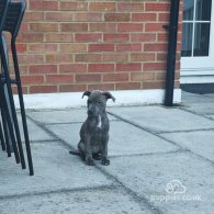 Staffordshire Bull Terrier - Both