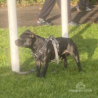 Staffordshire Bull Terrier