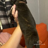 Staffordshire Bull Terrier - Both