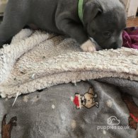 Staffordshire Bull Terrier - Both