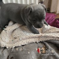 Staffordshire Bull Terrier - Both