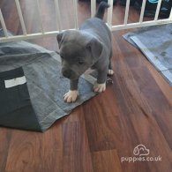 Staffordshire Bull Terrier - Both