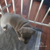 Staffordshire Bull Terrier - Both