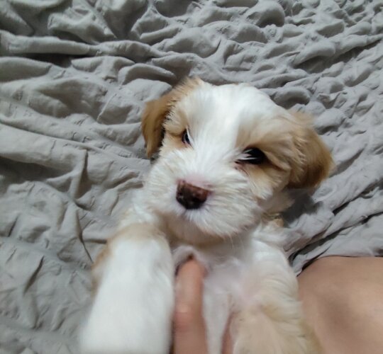 Tibetan Terrier