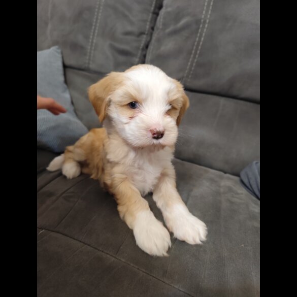 Tibetan Terrier - Dogs