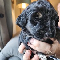 Tibetan Terrier - Both