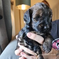 Tibetan Terrier - Both