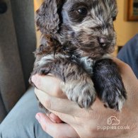 Tibetan Terrier - Both