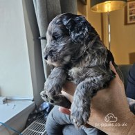 Tibetan Terrier - Both