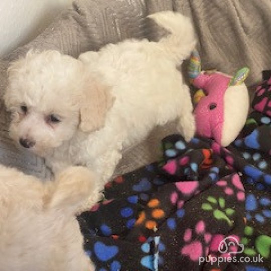 Toy Poodle - Bitches