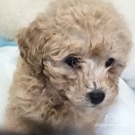 Toy Poodle - Both