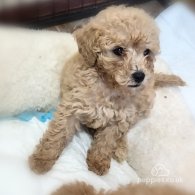 Toy Poodle - Both