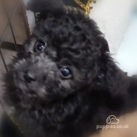 Toy Poodle - Both