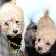 Toy Poodle - Both