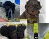 Toy Poodle