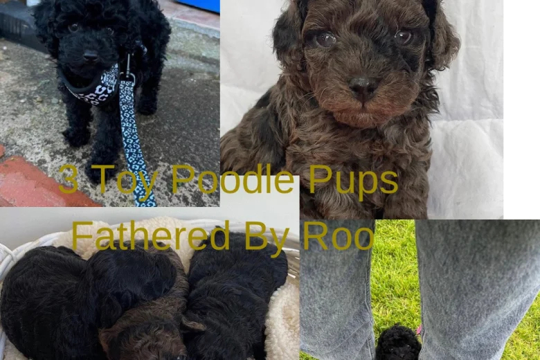 Toy Poodle