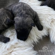 West Highland White Terrier - Both