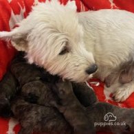 West Highland White Terrier - Both