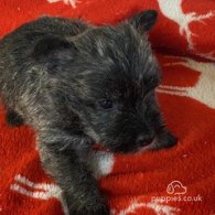 West Highland White Terrier - Both