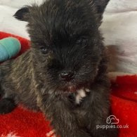 West Highland White Terrier - Both