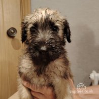 Wheaten Terrier - Both