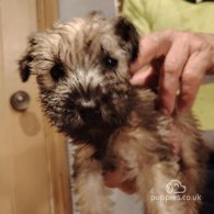 Wheaten Terrier - Both