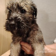 Wheaten Terrier - Both