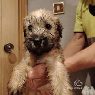 Wheaten Terrier - Both