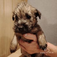 Wheaten Terrier - Both