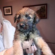 Wheaten Terrier - Both