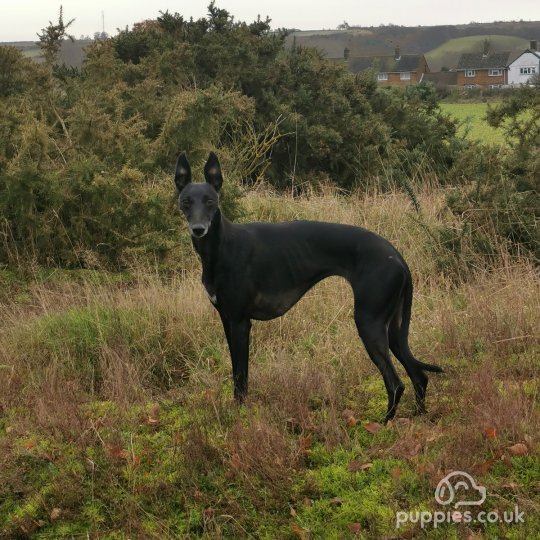 Whippet - Dogs