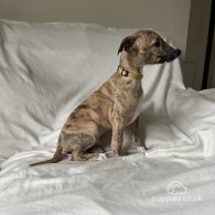 Whippet - Both