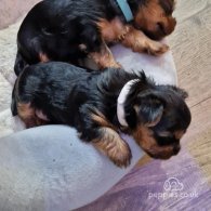 Yorkshire Terrier - Dogs