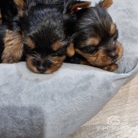 Yorkshire Terrier - Dogs