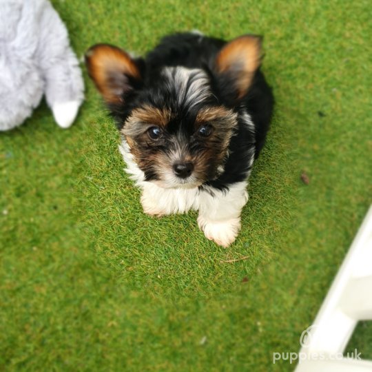 Yorkshire Terrier - Both