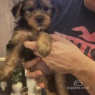 Yorkshire Terrier - Both