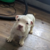 American Bulldog - Bitches