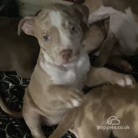 Staffordshire Bull Terrier - Both