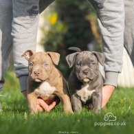 American Bulldog - Both